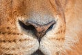 Nose of a lion