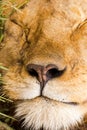 Nose of Male lion sleeping at Serengeti National Park in Tanzania, East Africa