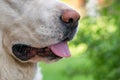 The nose,mouth  and tongue of large white dog.Close up.Muzzle of Alabai breed on a bright light background of nature.Concept of Royalty Free Stock Photo