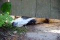 Longing borzoi Royalty Free Stock Photo