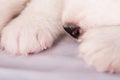 Nose and paws of a white puppy. White fluffy small Samoyed puppy dog is sleeping on white background