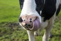 Cow picking nose in reserve in Holland Royalty Free Stock Photo