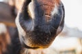 The nose of a red Arabian breed horse is very close up at a stable in spring Royalty Free Stock Photo