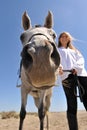 Nose's horse Royalty Free Stock Photo