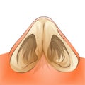 Nose septum anatomy illustration. Cartoon medical vector style