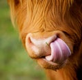 The nose of shaggy calf Royalty Free Stock Photo