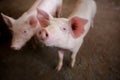 Focus is on nose. Shallow depth of field. pigs at the farm. Royalty Free Stock Photo