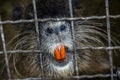 the nose and teeth of the gray nutria gnaws on the lattice of the cage