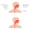 Nose, throat anatomy,