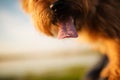 Nose and tongue of red kern terrier