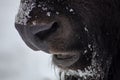 Nose of a wild European bison close up in the forest