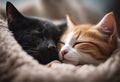 noses home Cat sleeping upFamily kittens sleeping love cozy kittens kissCats close sleep Couple hug