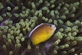 A Nosestripe anemonefish or Skunk clown fish Royalty Free Stock Photo