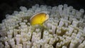 A Nosestripe anemonefish or Skunk clown fish Royalty Free Stock Photo