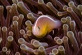 An Nosestripe Anemonefish - Skunk Clownfish in its anemone Royalty Free Stock Photo
