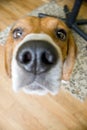 Nosey Beagle Royalty Free Stock Photo