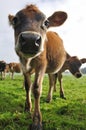 Nosey calf Royalty Free Stock Photo