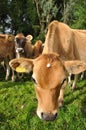 Nosey calf Royalty Free Stock Photo