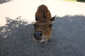 Nosey deer close up looking into the camera Royalty Free Stock Photo