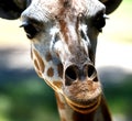 A nosey giraffe up close.