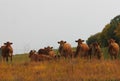 A nosey herd of Limousine Cattle in South Central Manitoba