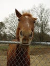 Nosey horse Royalty Free Stock Photo