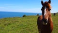 Nosey horse in front of blue sea Royalty Free Stock Photo