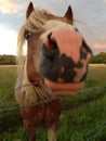 Nosey Horse Royalty Free Stock Photo
