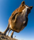 Nosey horse