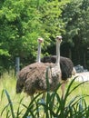 Nosey ostriches