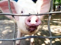 Nosey Pig