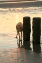 Nosing dog during sunset