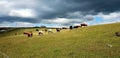 cows at Noss Mayo - Blackstone Point - Warren Cottage - Gara Point - Above Cellar Beach Royalty Free Stock Photo