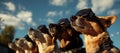 Nostagia vintage dogs looking at a total solar eclipse with protective Royalty Free Stock Photo