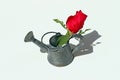 Mini tin watering can with a red rose