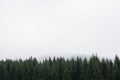 Nostalgic coniferous forest with firs and larches tree tops against misty sky. Copy Space for text. Styria mountains in Austria Royalty Free Stock Photo