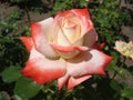 Nostalgic hybrid tea white colored pink rose 'Nostalgie'