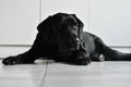 Nostalgic laying black labrador dog Royalty Free Stock Photo