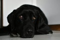 Nostalgic laying black labrador dog Royalty Free Stock Photo