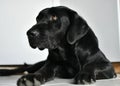 Nostalgic laying black labrador dog Royalty Free Stock Photo