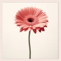 Nostalgic Minimalism: Graceful Pink Gerbera Daisy Print