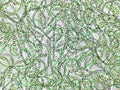 Nostoc sp. algae under microscopic view, cyanobacteria, blue green algae