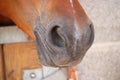 Nostrils of a brown and gray horse at the stables