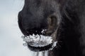 Nostrils of friesian horse in to snow