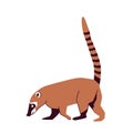 Nosua, or coati, is a genus of small mammals of the raccoon family, common in south and central america. Vector