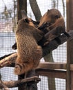 Nosuh couple playing at the tree