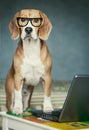 Nosy beagle in glasses near laptop Royalty Free Stock Photo