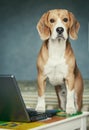 Nosy beagle near laptop Royalty Free Stock Photo