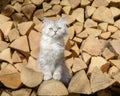 Nosy blacksilver tabby British Longhair kitten posing on firewood logs Royalty Free Stock Photo