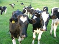 Welsh Cattle Herd Royalty Free Stock Photo